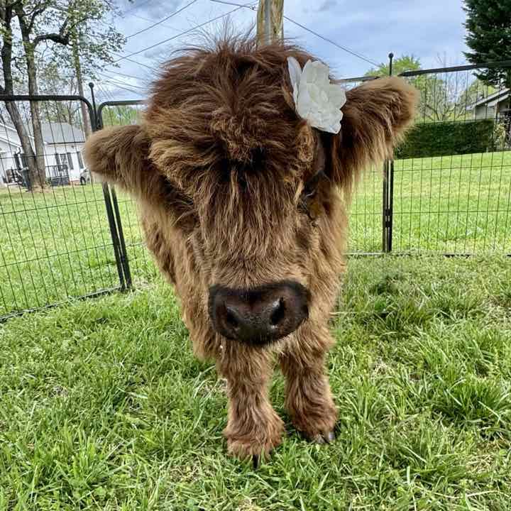 A fluffy brown micro mini cow with a flower behind its ear
