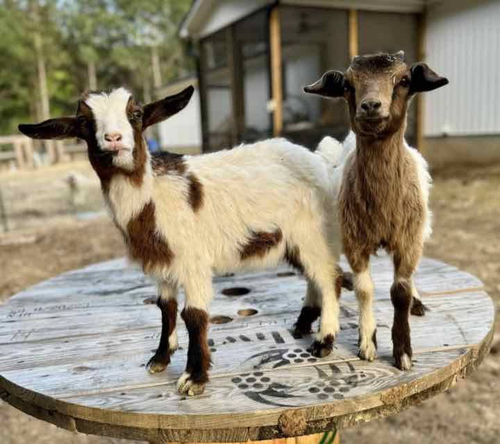 Two young goats standing on a wooden table