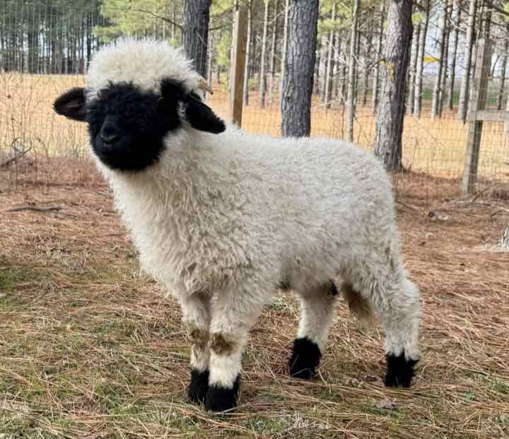 A white lamb with a black face and black feet